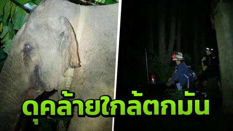 โผล่แล้ว ช้าง 'สีดอแดง' หลังหนีจากศูนย์กักกันเข้าป่า นานกว่า 4 เดือน