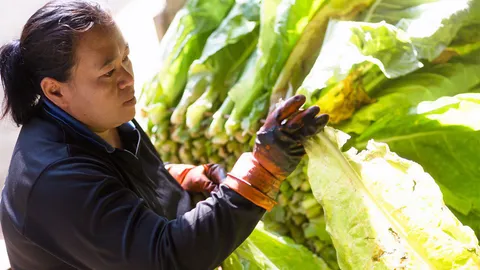 ขึ้นภาษีบุหรี่ 40% กระทบชาวไร่ยาสูบหนัก!