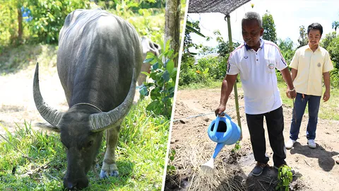 เกษตรกรชาวรือเสาะ เดินตามรอยพ่อ ทำเกษตรทฤษฎีใหม่และเกษตรผสมผสาน