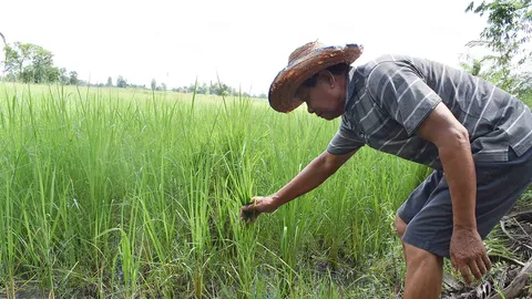 ชาวนากาฬสินธุ์ ทุกข์ใจเห็นข้าวเหนียวแพงอยากขาย แต่กลัวไม่มีจะกิน