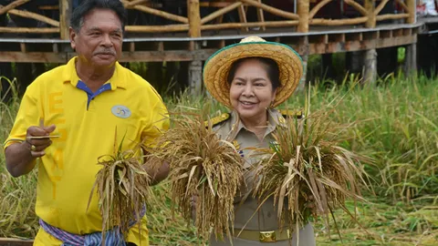 ข้าวสังข์หยดพัทลุงโกอินเตอร์