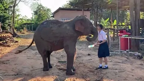 แฟนคลับเศร้า “น้องฟิล์ม” หมอยันใจวาย “พังสุพรรษา” รู้ คู่ซี้จากไปแล้ว (คลิป)