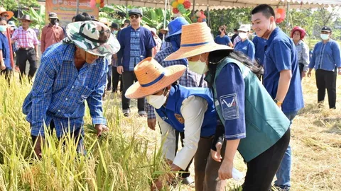 ปลูกข้าวล้มตอซัง ต้นทุนหด ลดฝุ่นพีเอ็ม