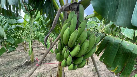 "กล้วยหอมทองหนองบัวแดง" สินค้า GI ของชัยภูมิ สร้างรายได้ปีละกว่า 40 ล้าน (คลิป)