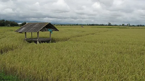 แผนการผลิตข้าว