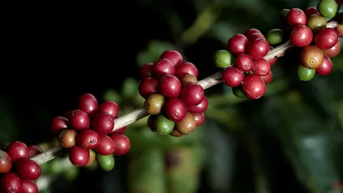 นักวิจัยเริ่มทำการทดลองปลูกเมล็ดกาแฟตามธรรมชาติไร้คาเฟอีน