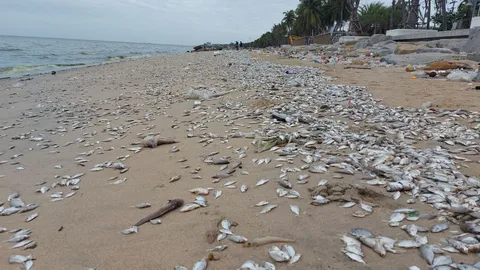 ตะลึง "หาดบางแสน" ปลาน็อกตายเกลื่อน น้ำทะเลสีเขียว นทท.ไม่กล้าเล่นน้ำ (คลิป)