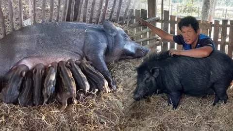 เทคนิคเลี้ยงหมูป่า ฟาร์มขาย-รายได้งาม พันธุ์ผสม “หมูหัน” อร่อย 