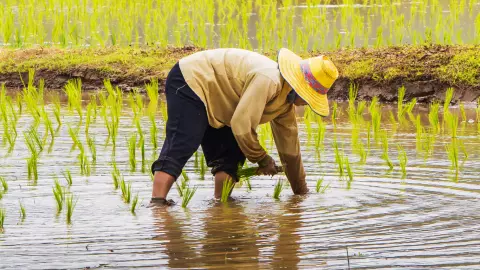 ส่องอนาคต “ข้าวไทย” ต้นทุนสูง-พันธุ์ข้าวไม่ตอบโจทย์ เสี่ยงแข่งขันยาก บนเวทีโลก