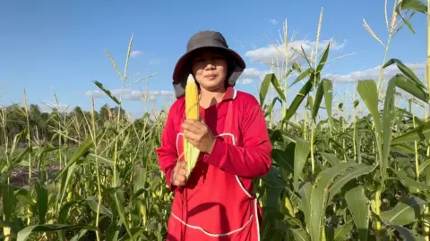 สาวอดีตมนุษย์เงินเดือน ปลูกข้าวโพดหวานกินสดขาย ต้นนำมาหมักไว้เลี้ยงสัตว์ต่อ