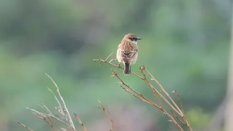 นกเล็กหลังพญาอินทรี