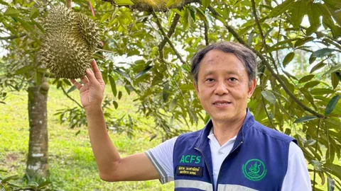 มกอช.ลุยสวน-โรงรวบรวมทุเรียนชุมพร แนะเพิ่มศักยภาพการผลิต-เพื่อส่งออก