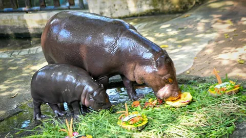 กระทรวงวัฒนธรรม ดัน "หมูเด้ง" ตัวตึงดึงนักท่องเที่ยว