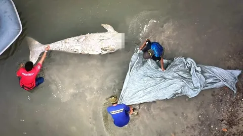 สุดสลด พบซาก "พะยูน" โดนตัดหัวลอยอืดในทะเล เจ้าหน้าที่เร่งหาสาเหตุการตาย