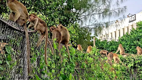 ลิงลพบุรีป่วน แหกกรงขัง มีกว่า 200 ตัว ไล่จับกันวุ่น ทำอลหม่าน (คลิป)