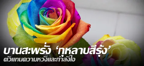 บานสะพรั่ง "กุหลาบสีรุ้ง" ตัวแทนความหวังและกำลังใจ