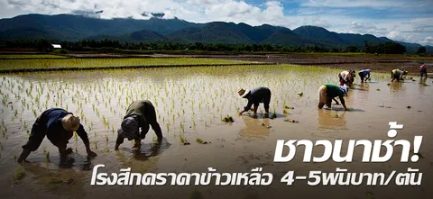 ชาวนาช้ำ! โรงสีกดราคาข้าวเหลือ 4-5พันบาท/ตัน