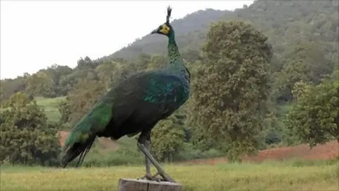 พะเยาเตรียมจัดที่ดู นกยูงม่อนทานตะวัน