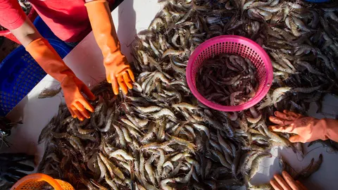 ส.กุ้งไทย ทวงแชมป์ส่งออก หวั่นมะกัน-อียู กดดันแรงงานทาส จี้รัฐ เร่งแก้