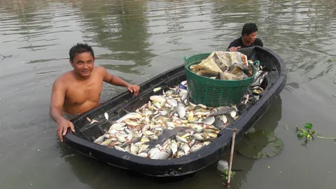 พายเรือลงคลองรังสิต จับปลาลอยผิวน้ำ คาดขาดออกซิเจน