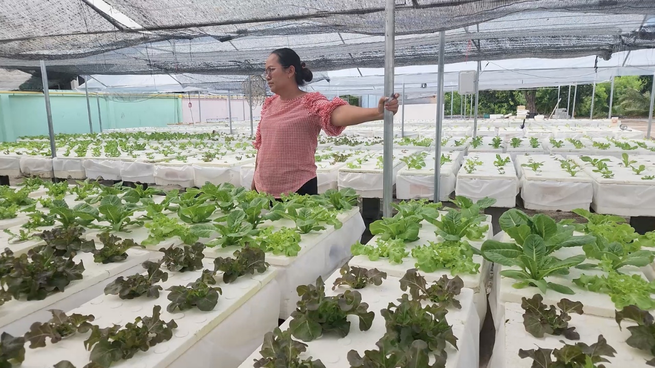 สาวตราดแม่เลี้ยงเดี่ยว ลุยปลูกผักไฮโดรโปนิกส์ ขายดีโตไม่ทันจนต้องขยายโรงเรือน