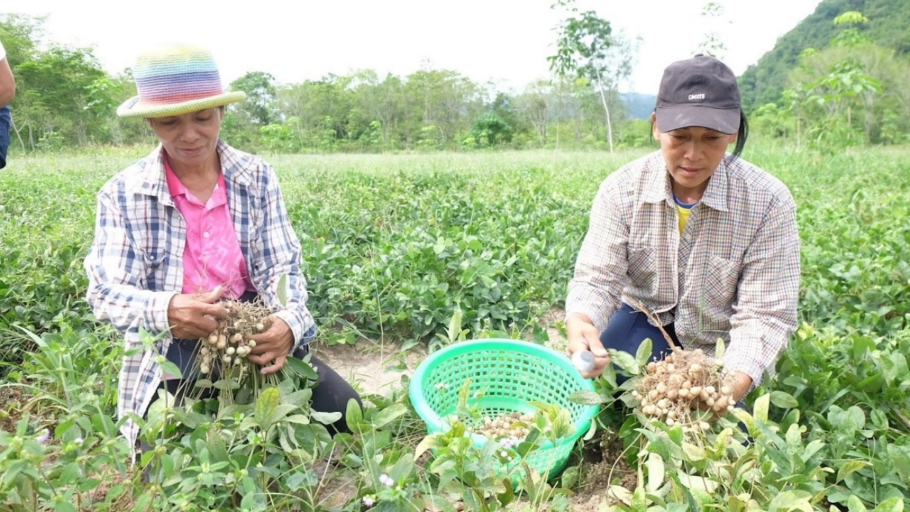 แนะนำถั่วหรั่งพันธุ์ใหม่ "กวก. สงขลา 3" พัฒนามาเป็นทางเลือกใหม่แก่เกษตรกรไทย