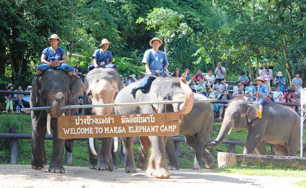 ขบวนการแสดงโชว์ช้างที่ยิ่งใหญ่ของปางช้างแม่สา หลังจากวิกฤติ “โควิด-19” ผ่านพ้นไปจะไม่มีการแสดงอีก เพราะจะมีการปรับเปลี่ยนรูปแบบใหม่.