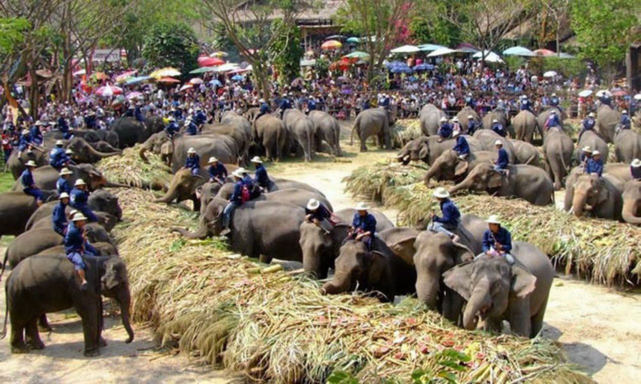 ภาพในอดีต “วันช้างไทย” ที่ทาง ปางช้างแม่สา จ.เชียงใหม่ จัดยิ่งใหญ่ที่สุดมีสะโตกช้างเลี้ยงอาหารช้างกว่า 80 เชือก นักท่องเที่ยวแห่ชมอย่างเนืองแน่น.