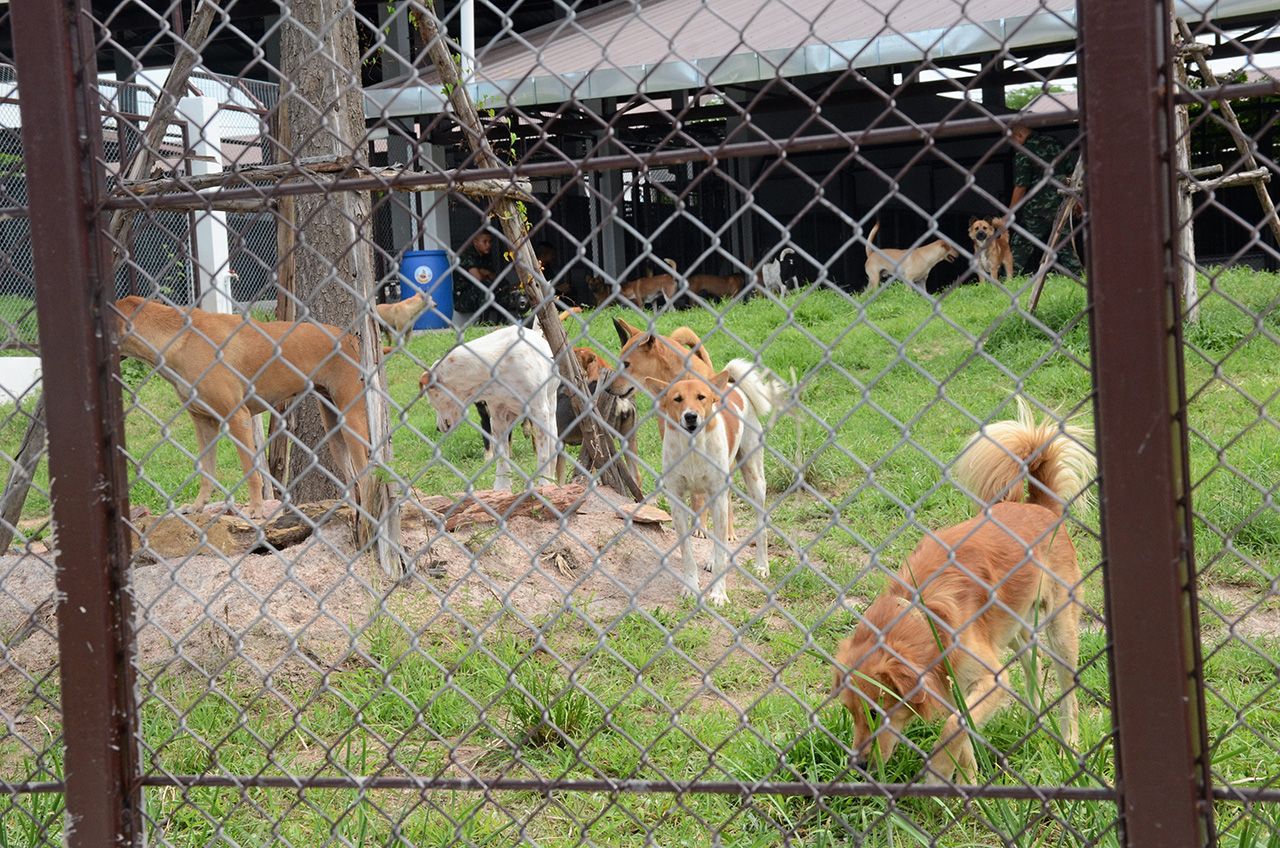 สุนัขจรจัดจำนวนมากถูกส่งมาจากจังหวัดต่างๆ ในภาคอีสาน และอยู่ในความดูแลของศูนย์ฯ.