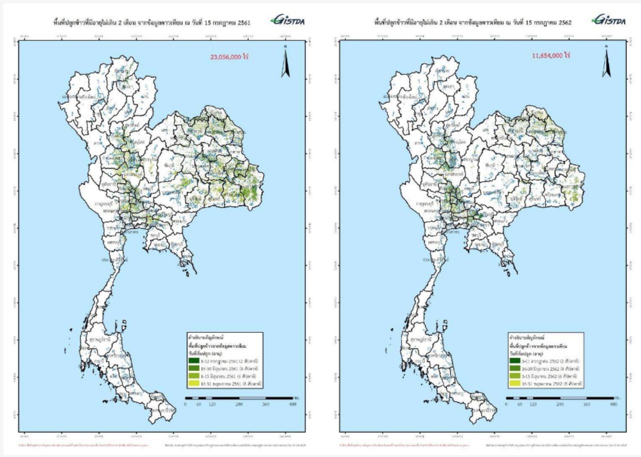 ภาพถ่ายดาวเทียม เปรียบเทียบพื้นที่ปลูกข้าวที่ปัจจุบันมี 11 ล้านไร่ ซึ่งน้อยกว่าช่วงปีที่แล้ว ที่มี 23 ล้านไร่ โดยเฉพาะภาคเหนือ และอีสานที่ลดลง เพราะภัยแล้งที่มาภาพ ​ : สำนักงานพัฒนาเทคโนโลยีอวกาศและภูมิสารสนเทศ (องค์การมหาชน) 