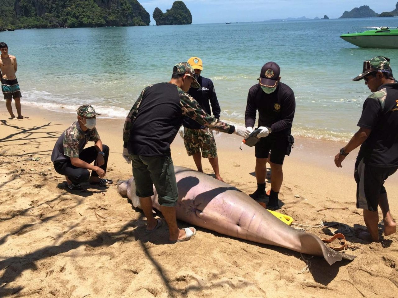 ซากพะยูน ขนาดใหญ่ลอยตายอยู่หน้าอ่าวไร่เลย์