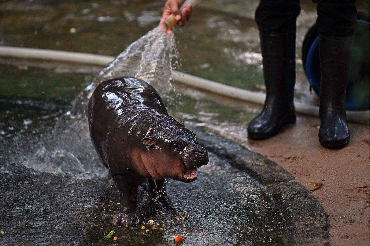 Lillian SUWANRUMPHA / AFP