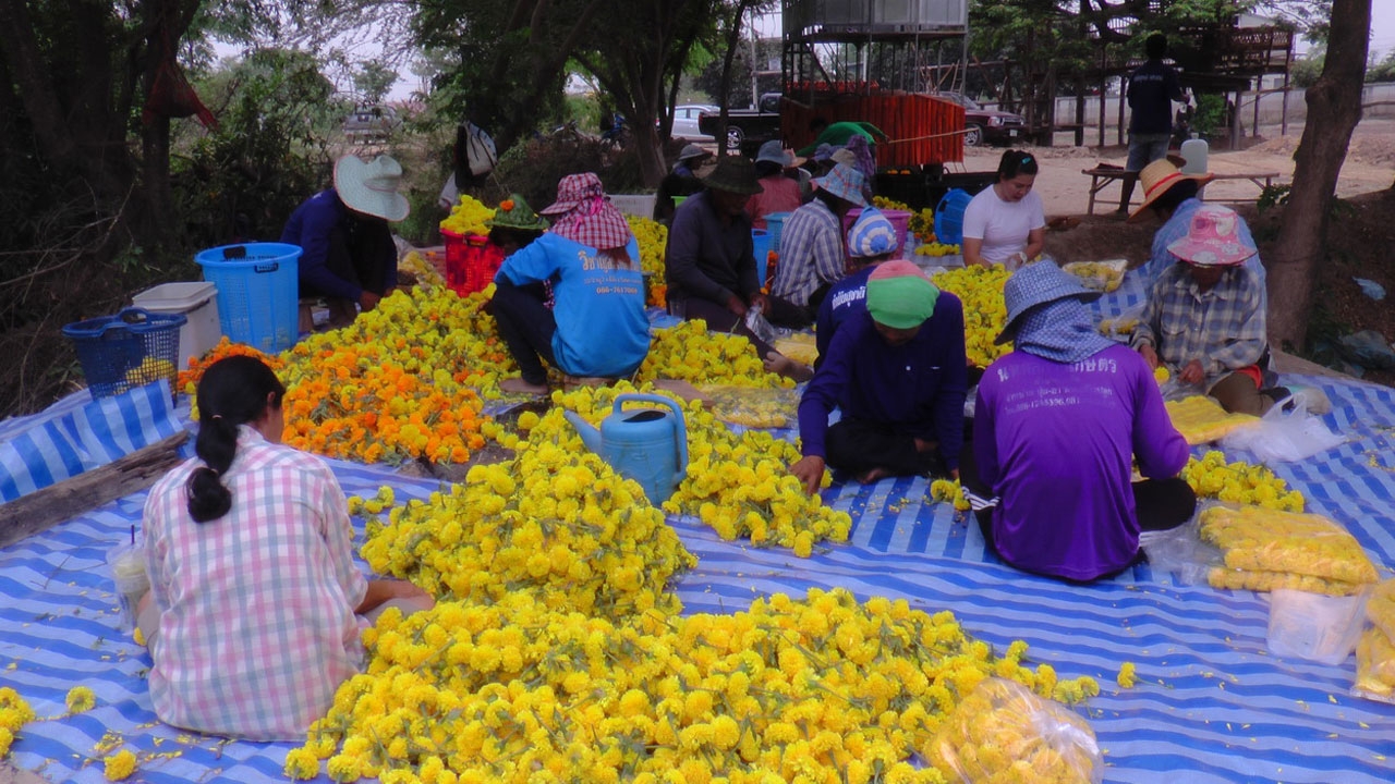 พลิกวิกฤติเป็นโอกาส! ชาวนาอ่างทอง ปลูกดาวเรืองสู้ภัยแล้ง