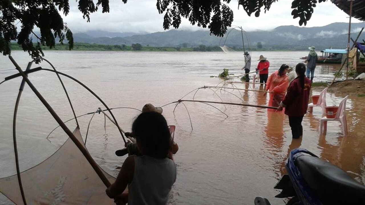 ปรากฏการณ์น้ำโขงขุ่นหนัก ทำปลาขาดออกซิเจน ลอยขึ้นมาให้จับง่าย 