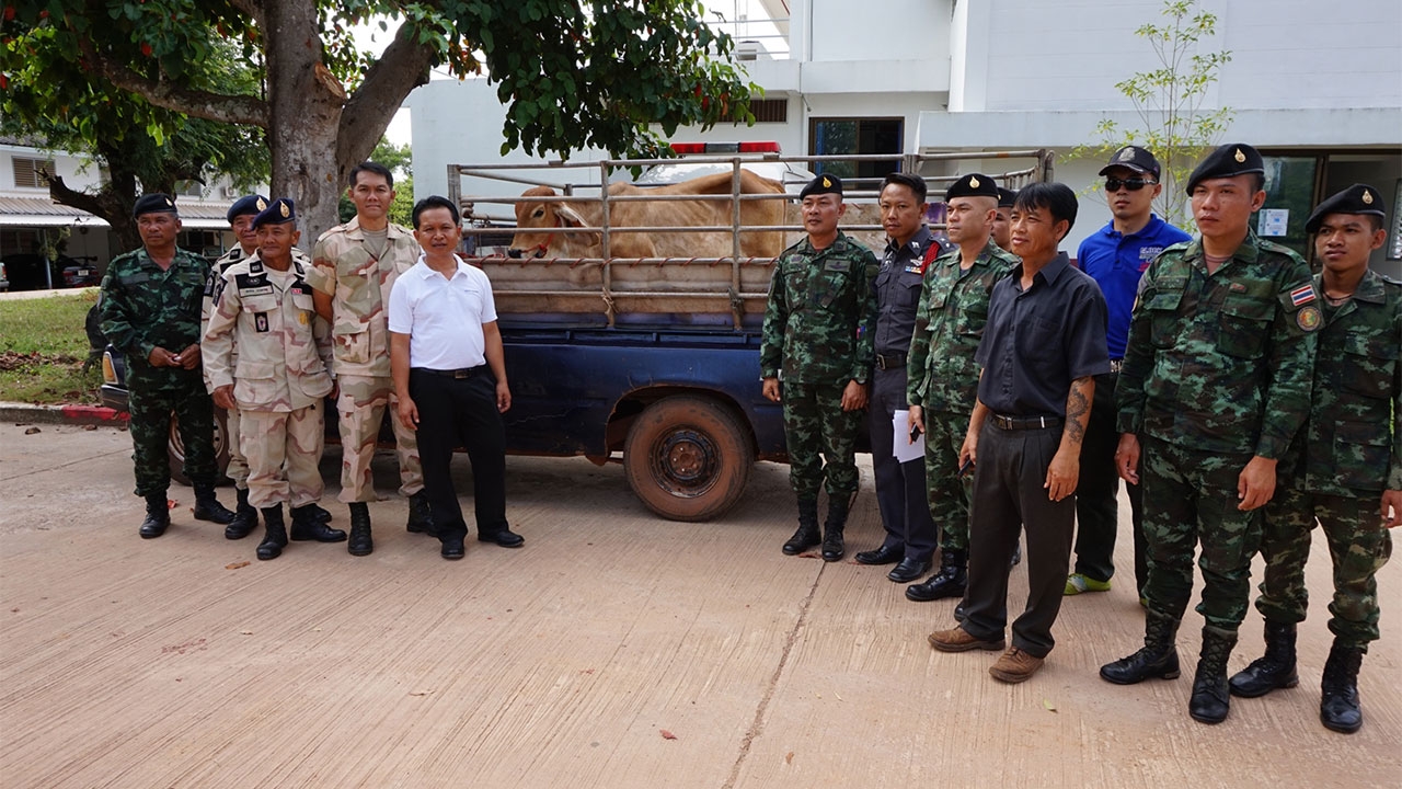 ตร.รวบนายฮ้อย แฝงเป็นโจรลักวัวควาย ขายตลาดนัด ซ้ำเติมชาวบ้าน