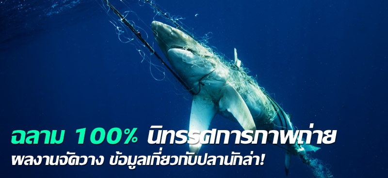 ฉลาม 100% นิทรรศการภาพถ่าย ผลงานจัดวาง ข้อมูลเกี่ยวกับปลานักล่า!