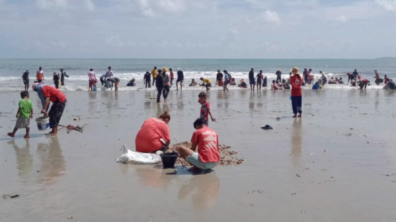 มรสุมพัดมา หอยเจดีย์ หอยชักตีน โผล่เต็มชายหาดยาว ชาวบ้านแห่เก็บขาย