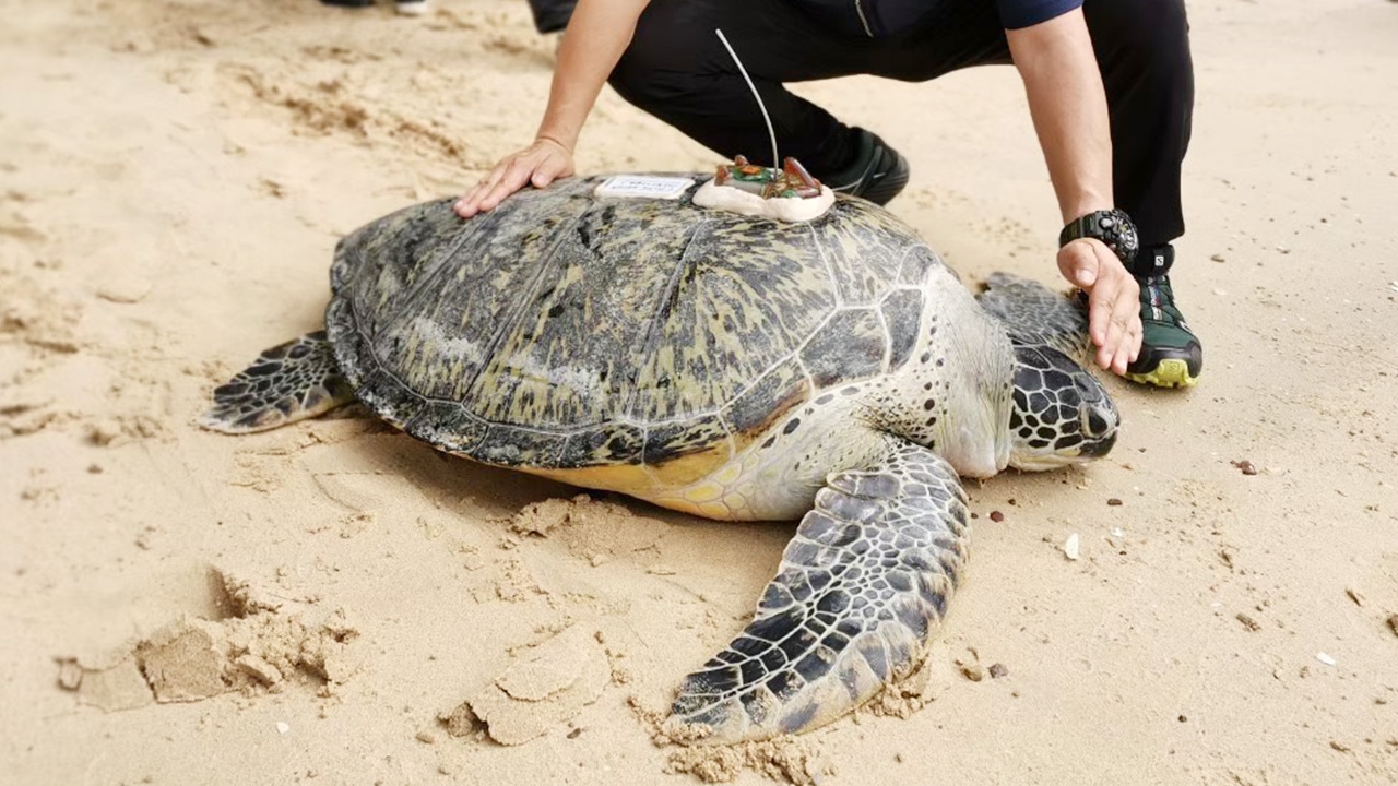 23 พฤษภาคม “วันเต่าโลก” ทช.เผยสถิติเต่าทะเลวางไข่สูงสุดรอบหลายสิบปี