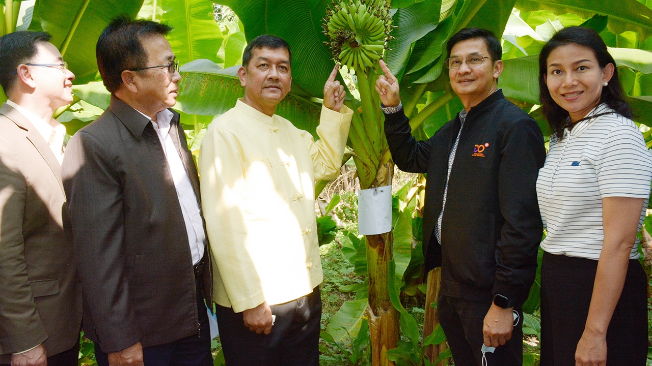 กำแพงเพชร จับมือ วว.ทำวิจัยกล้วยไข่พันธุ์เตี้ย ทนต่อลมพายุ ลำต้นไม่โค่น