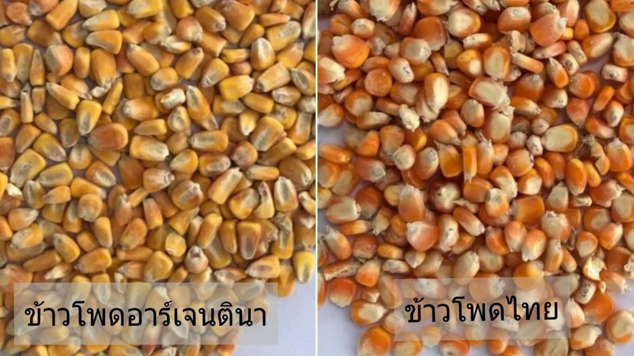 ข้าวโพดอาร์เจนตินาทะลักไทย