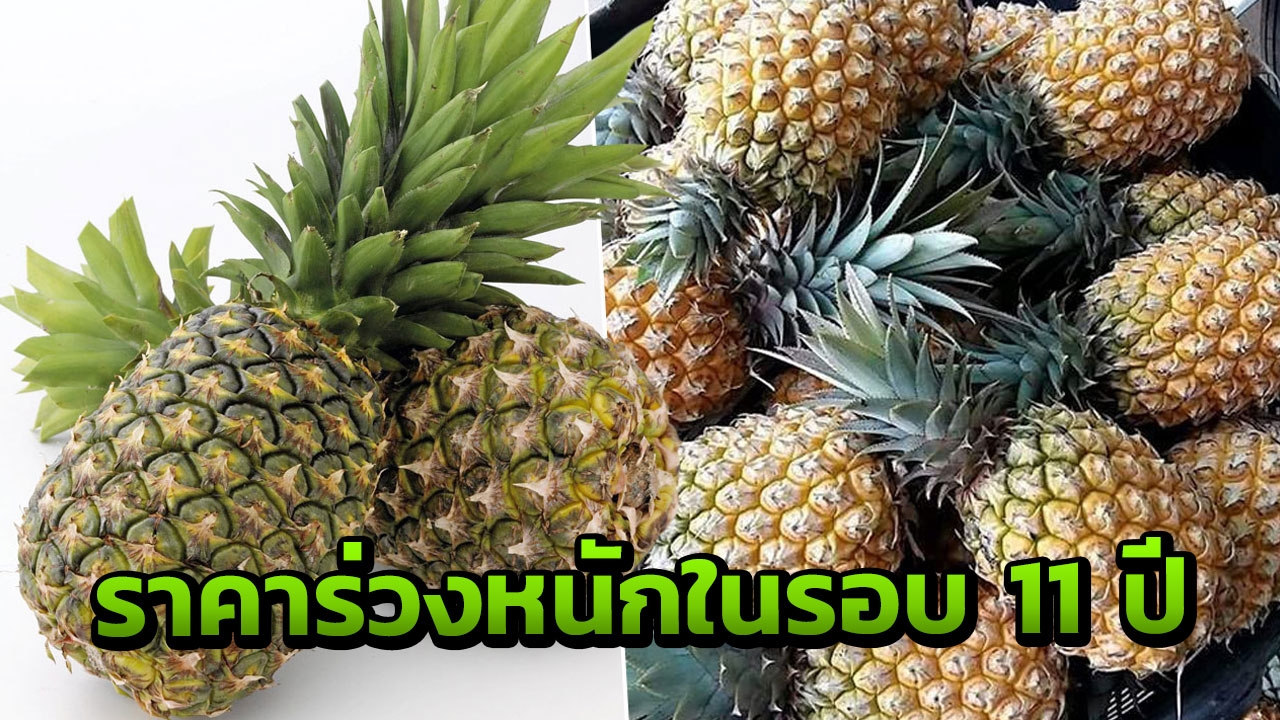 ราคาไม่เป็นสับปะรดเลย!! ตกต่ำสุดในรอบ 11 ปี