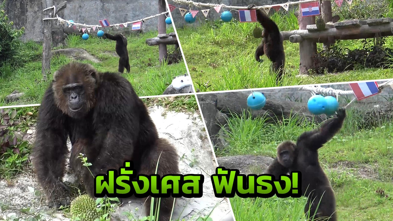 'เจ้าจ้อน' ชิมแปนซีแสนรู้ เสี่ยงทายยกขุนพลตราไก่ แชมป์บอลโลก 2018