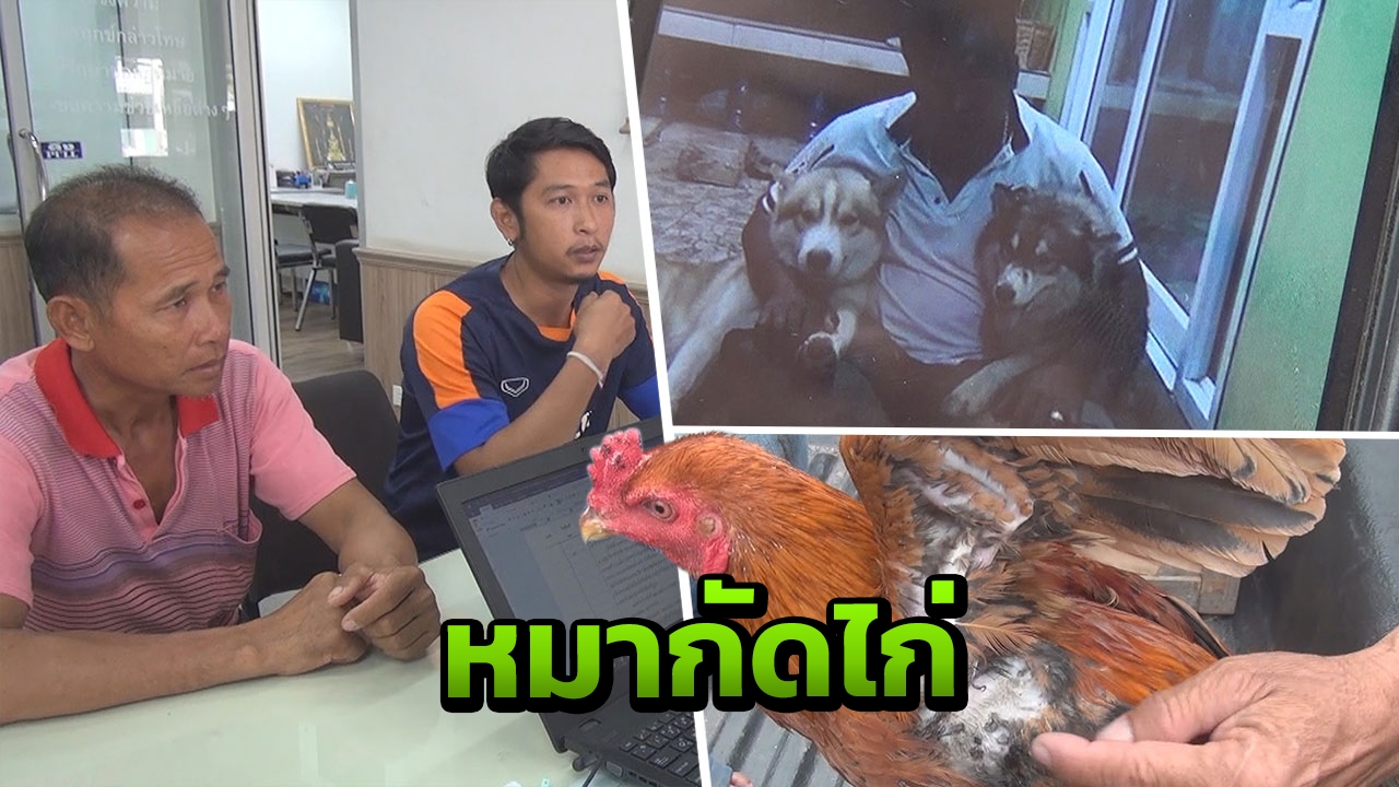 เจ้าของไม่ทน หมาอดีตนายจ้าง บุกกัดพ่อแม่พันธุ์ "ไก่ชน" จนตายกับพิการ