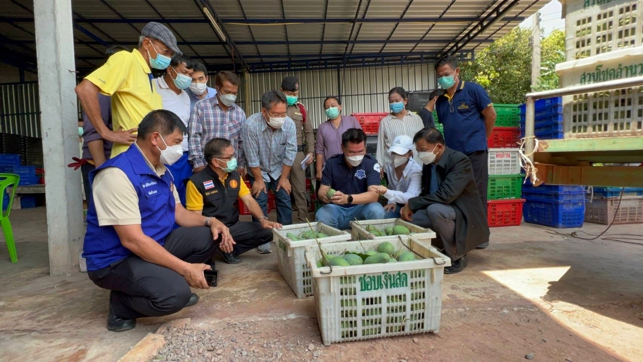 กรมการค้าภายใน รับซื้อมะม่วงฟ้าลั่น ช่วยเกษตรกรพิจิตร ราคานำตลาด