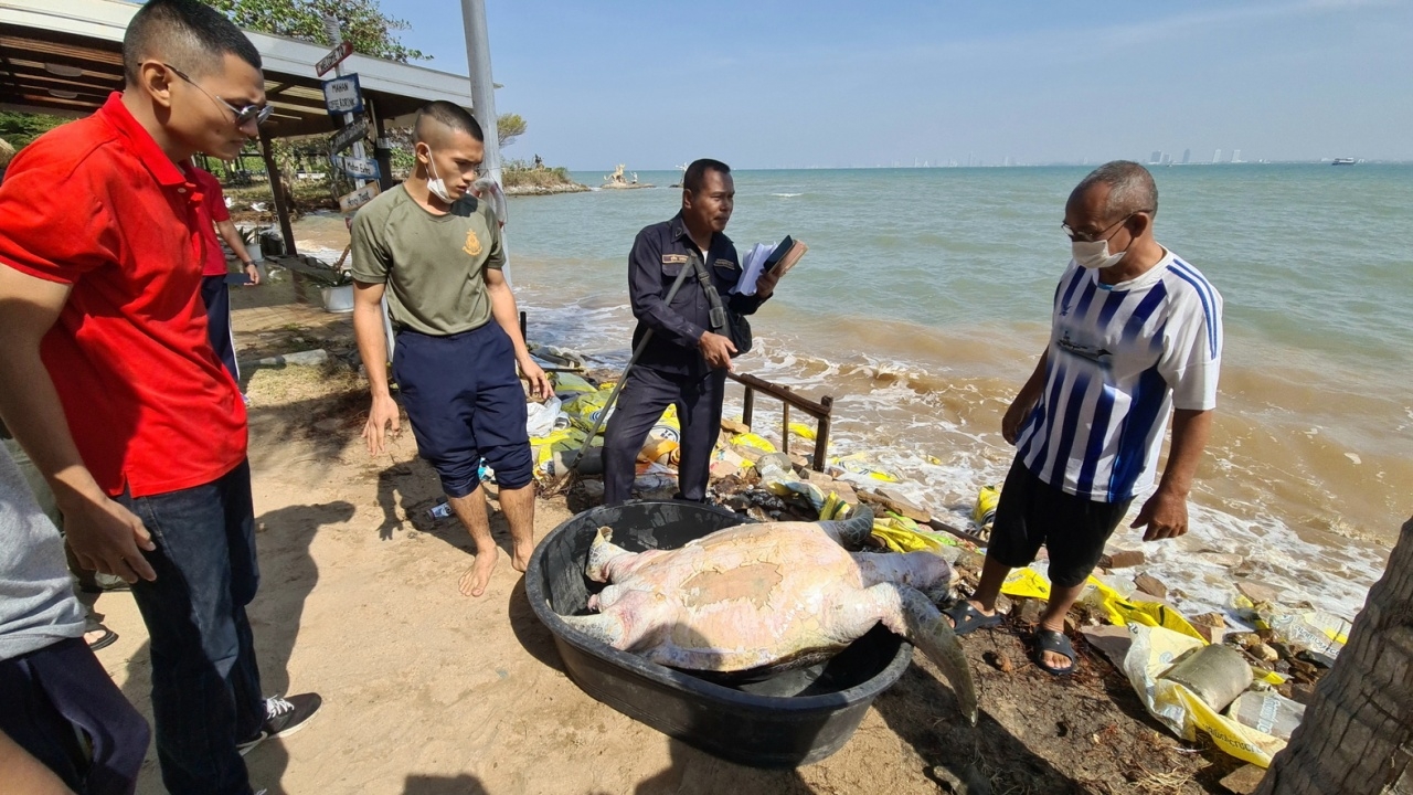 สอ.รฝ. เร่งกู้ร่างเต่าตนุ 200 กก. เกยตื้นตายหาดศูนย์ฝึกฯ นำผ่าหาสาเหตุ