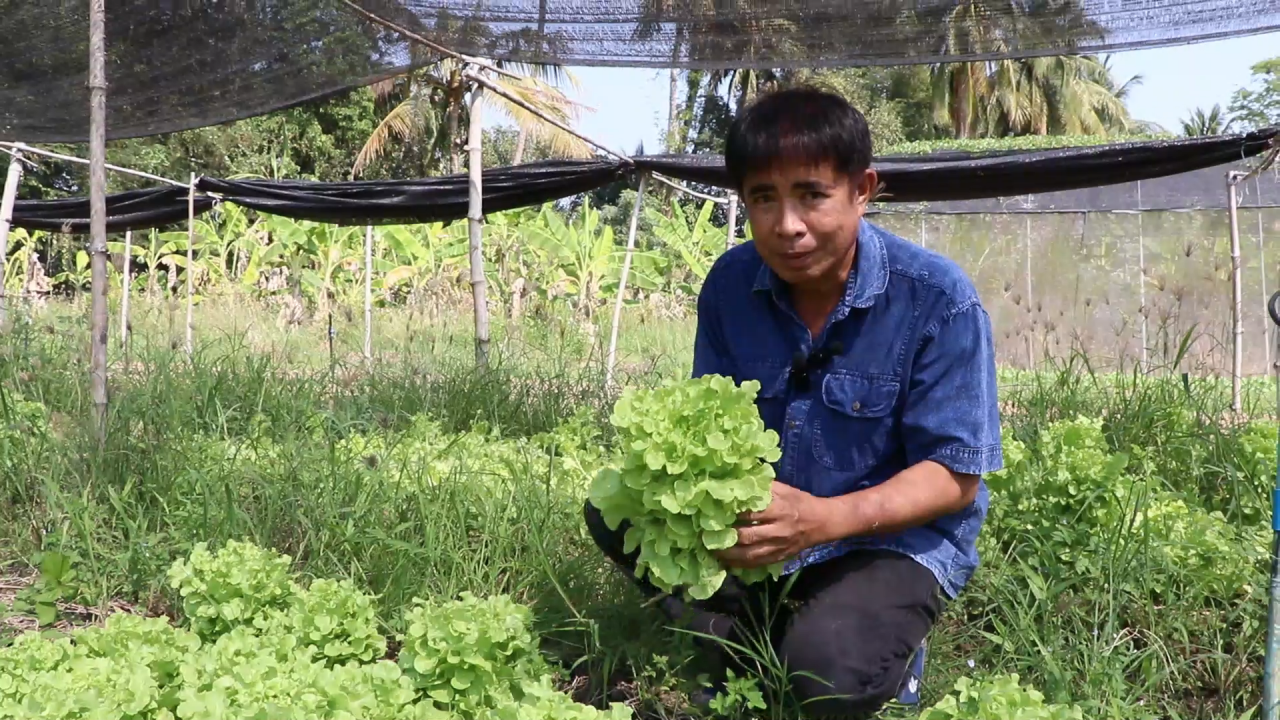 วิสาหกิจ ส.บ้านสวนผัก ตัวอย่างเรียนรู้เกษตรผสมผสาน Smart Farmer ของสิงห์บุรี