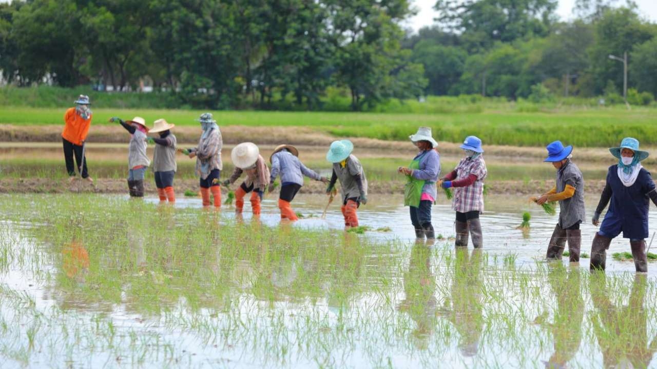 "การข้าว" ชวนเกษตรกรใช้เมล็ดพันธุ์ข้าวคุณภาพดี ทนโรคและแมลง สู่ผลผลิตดี