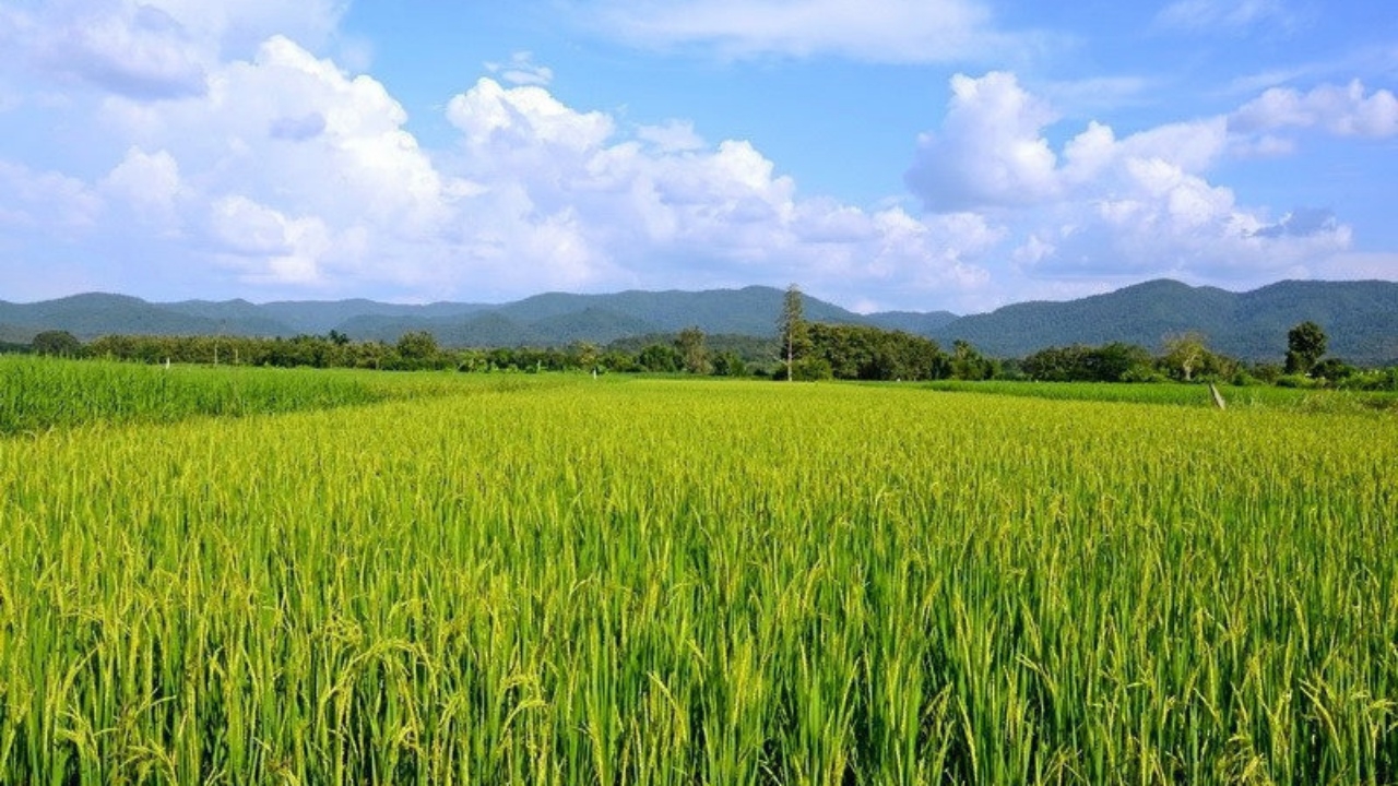 สศก.ปักธงลดก๊าซเรือนกระจก 1 ล้านตัน จ่อใช้แอ็กชันแพลน 5 ปีสู้ Climate Change