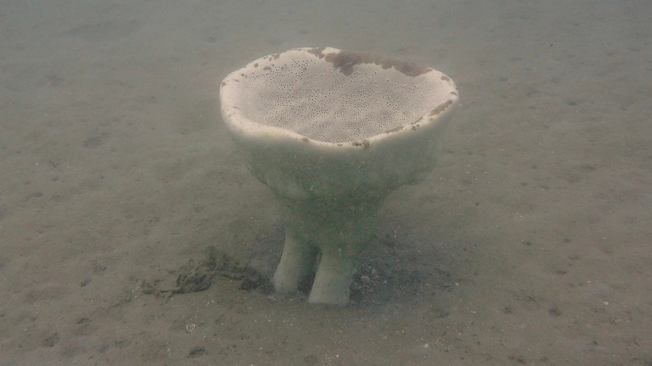 ยังไม่สูญพันธุ์ "Neptune's Cup Sponge" ฟองน้ำหายากของโลก กำลังโตที่พัทยา