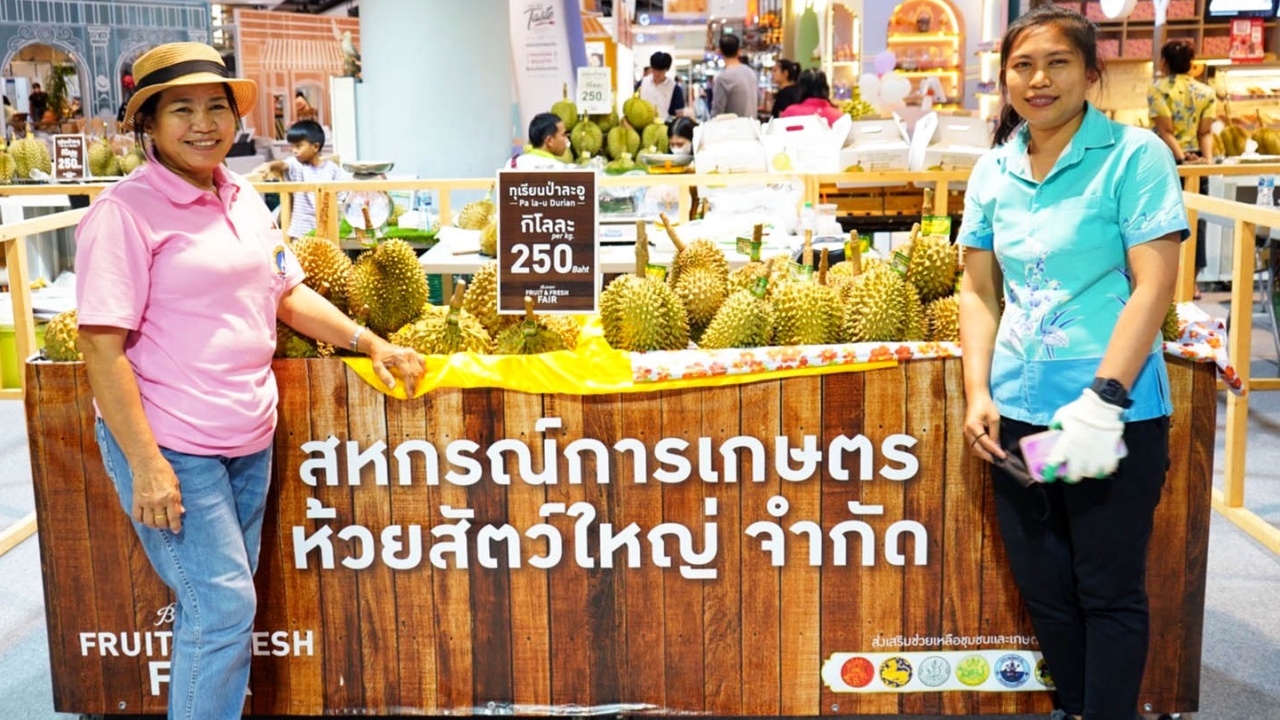 รวมทุเรียนป่าละอู และ GI ดังมาขายที่ศูนย์การค้าบลูพอร์ตหัวหิน เอาใจ Durian Lover